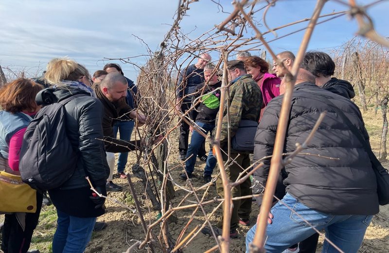 Řez révy vinné: SOBOTA 29. 3. 2025