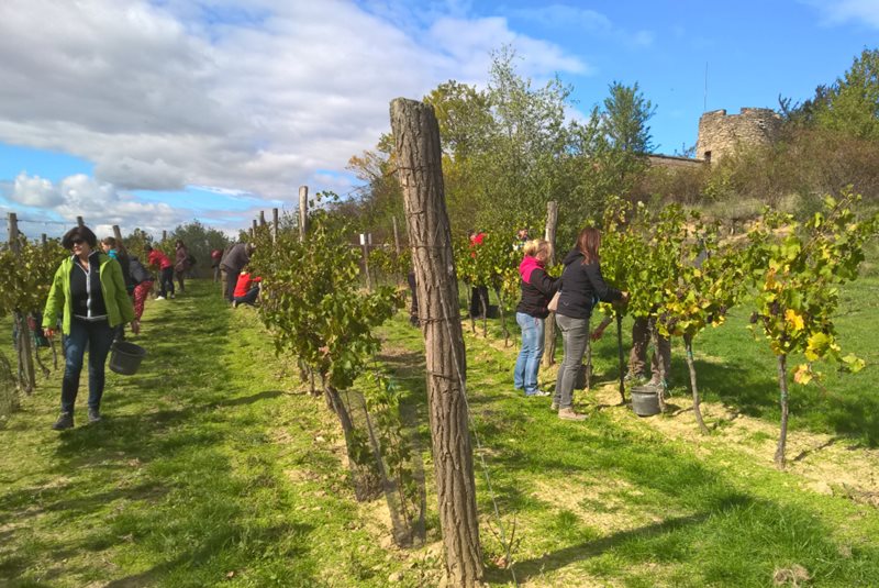 Sběr a lisování hroznů: PÁTEK 12.10.2018