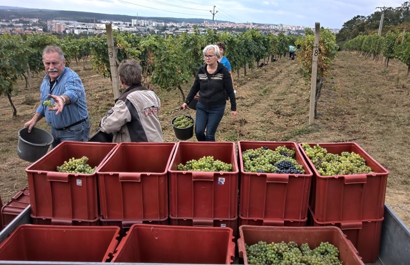 Sběr a lisování hroznů: SOBOTA 24. 9. 2022