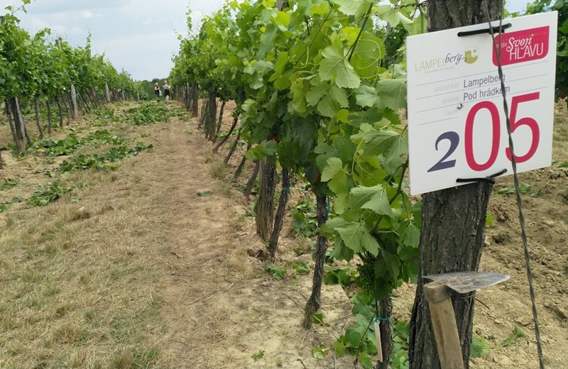 Zelené práce ve vinici a otevřené sklepy Chvalovice 2019