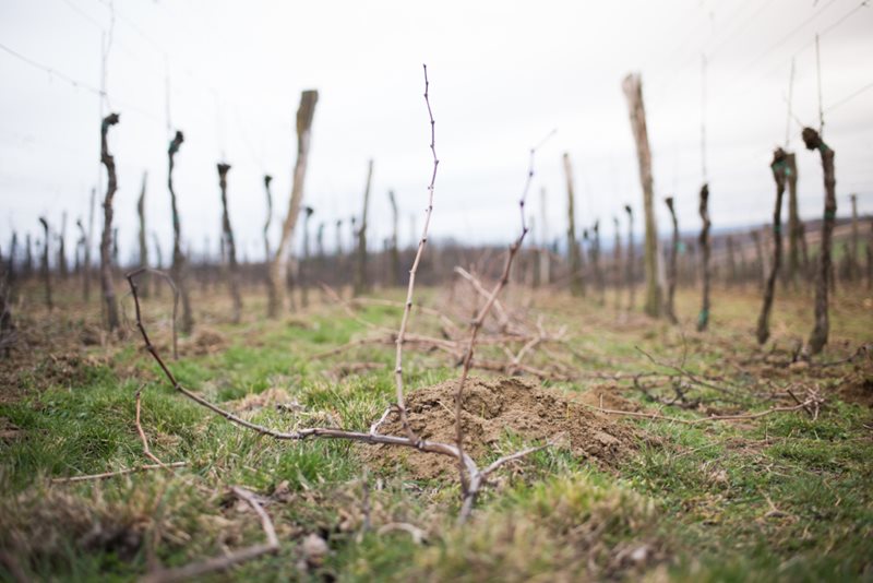 Řez révy vinné: SOBOTA 19. 3. 2022